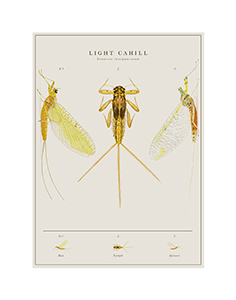 Image of James Dunlap's digital illustration, Light Cahill Mayfly Lifecycle.